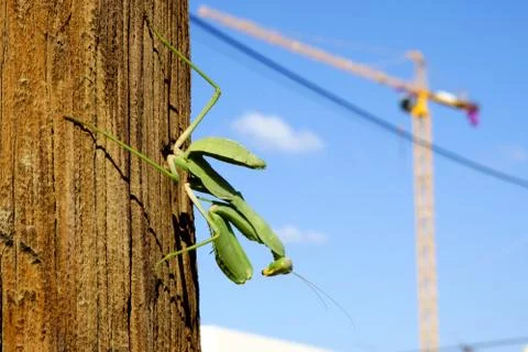 Mantis green big sitting on a tree Stock Photos