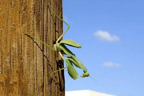 Mantis green big sitting on a tree Stock Photos
