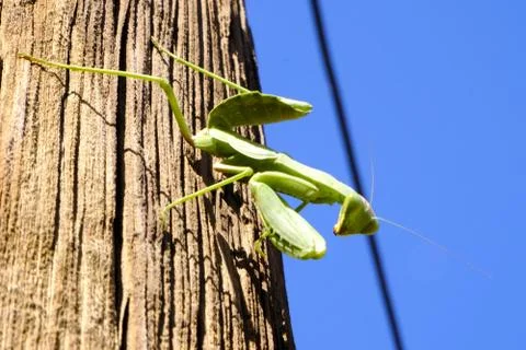 Mantis green big sitting on a tree Stock Photos
