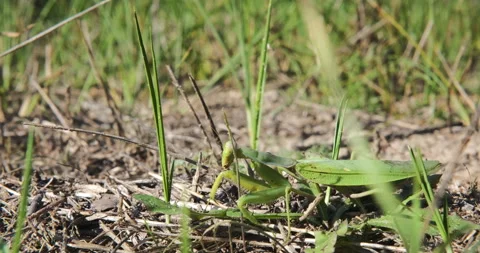 Mantis in a green grass. Green mantis in grass. Stock Footage 142283290