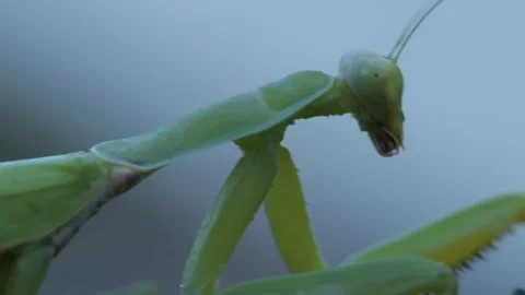 Mantis on a green leaf in the wild. Mantodea. Stock Footage 244739379