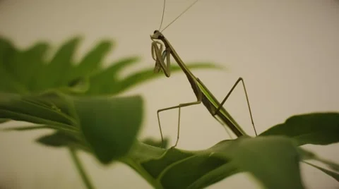 Mantis on a Green Leafs 動画素材 64116385
