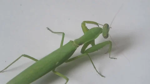 Mantis green long arm Stock Footage 70607458
