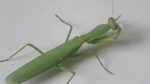 Mantis green with long wings Stock Footage 70607631