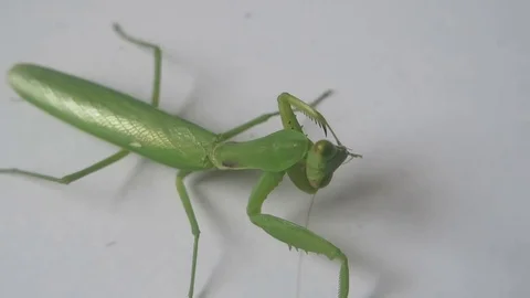 Mantis on the ground Stock Footage 70573450