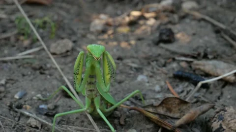 Mantis on the ground in garden Stock Footage 140111347