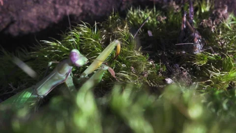 Mantis halts attack on grasshopper Video stock 171432493