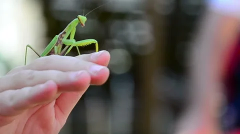 The mantis in the hand Stock-Footage 50959737