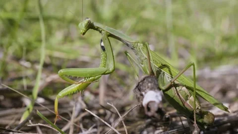 Mantis head close up, insect is looking at camera and then moving slowly away Stock Footage 141591911