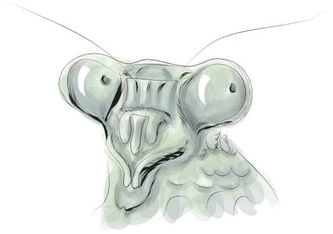 Mantis head Stock Illustration