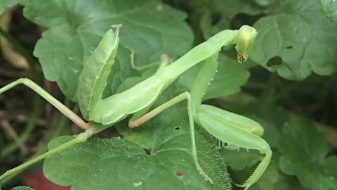 Mantis hid in the foliage Stock Footage 123701837