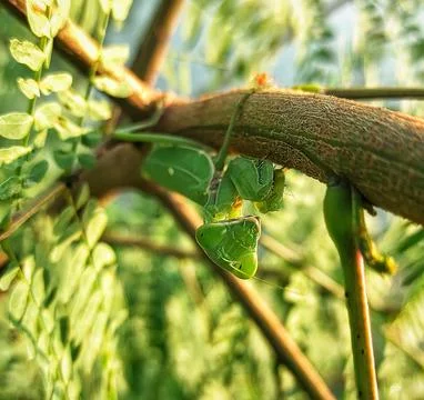 Mantis hide Stock Photos