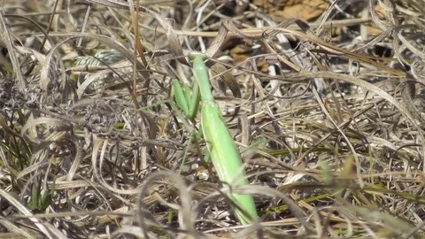The mantis hides in the dry grass and crawls away Video stock 121024706