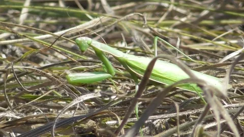 Mantis hiding in the dry grass Video stock 121024482