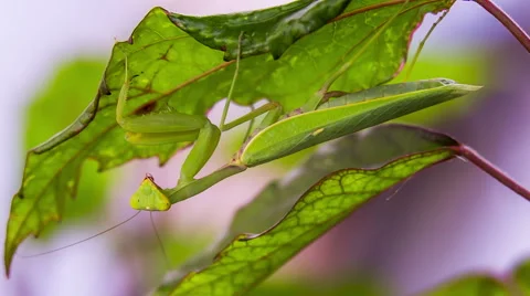 Mantis is hiding under a leaf 스톡 동영상 65002686