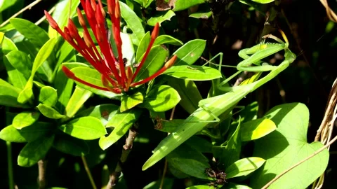 A mantis is holding on tree, out door Chiangmai Thailand. Stock Footage 284935943