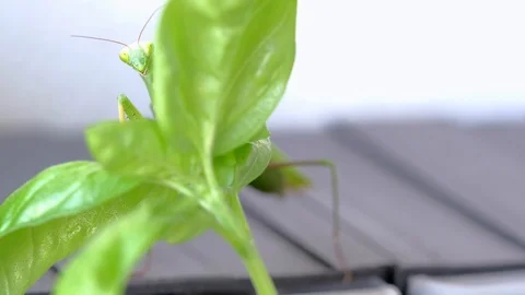 Mantis hunts Video stock 114616277