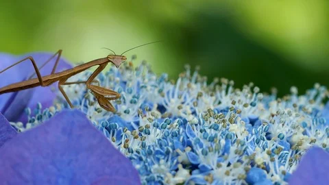 Mantis &amp; Hydrangea Stock Footage 103447710
