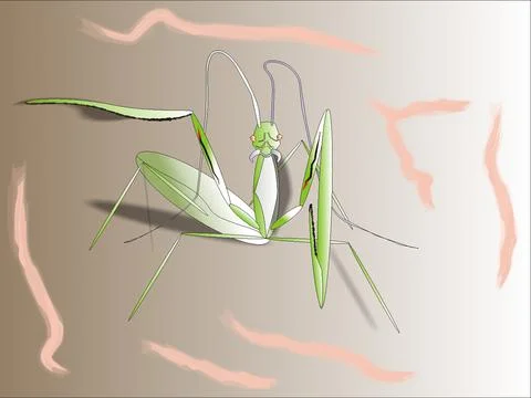 Mantis Stock Illustration