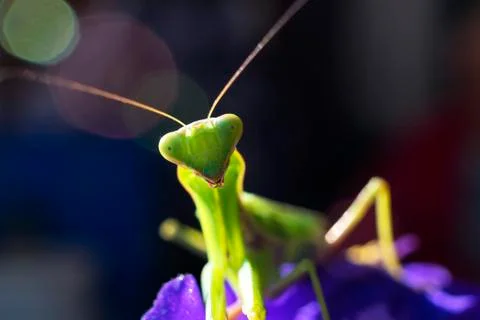 The mantis insect, close-up Stock Photos