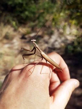 Mantis insect on hand Stock Photos