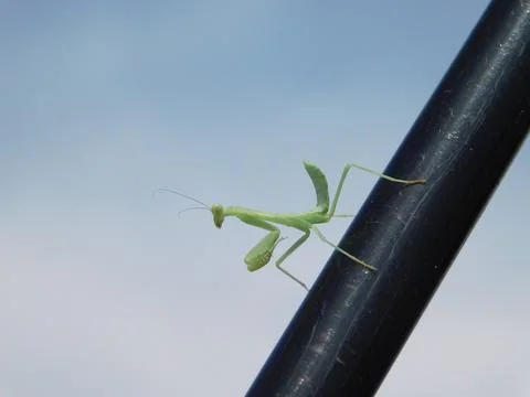 Mantis insect Stock Photos