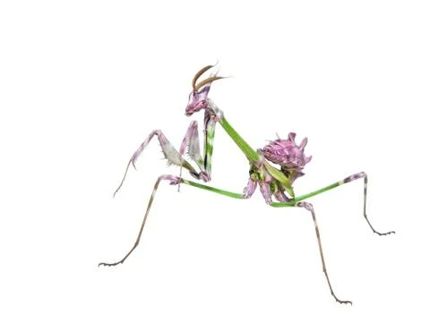Mantis insect predator in hunting pose Stock-Fotos