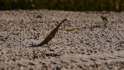 The mantis insect preys on flies. Stock Footage 139010023