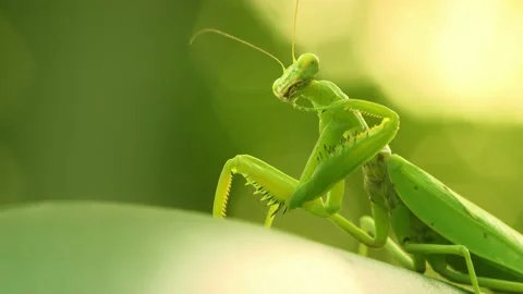 The mantis insect sits on a leaf (Close-up) Stock Footage 140924908