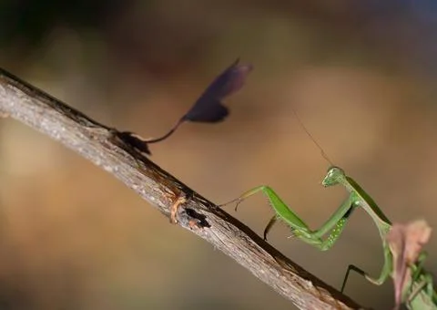Mantis insect sitting on a branch Stock Photos