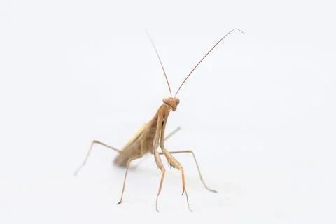 Mantis insect on a white background Foto stock