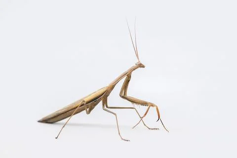 Mantis insect on a white background Foto stock