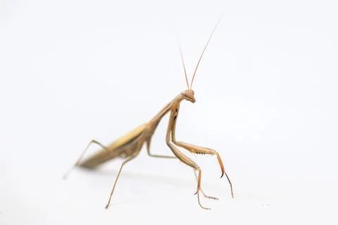 Mantis insect on a white background Stock-Fotos