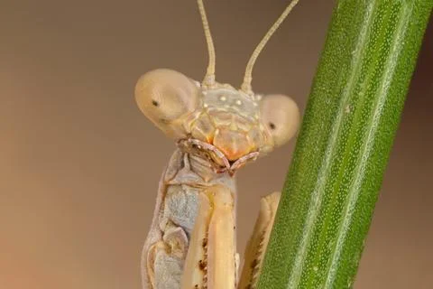 Mantis Iris oratoria Stock Photos