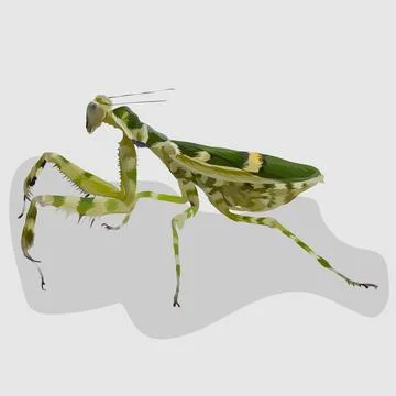 Mantis isolated realistic hand drawn vector Stock Illustration