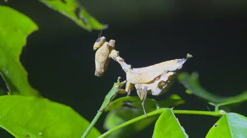 Mantis on jungle foliage Stock Footage 94945171