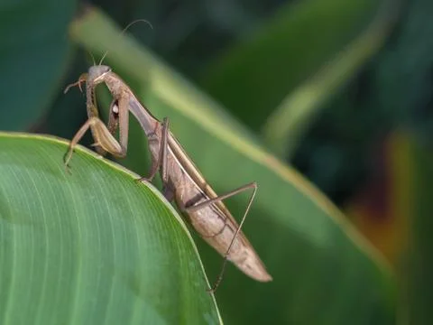 Mantis on the leaf Stock Photos