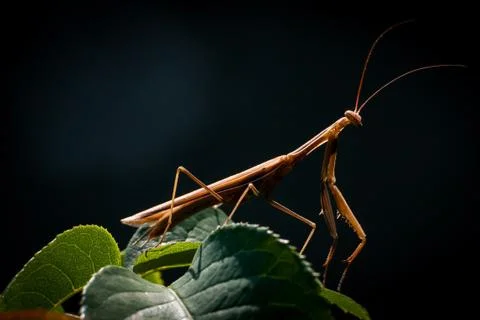 Mantis on a leaf. Stock Photos
