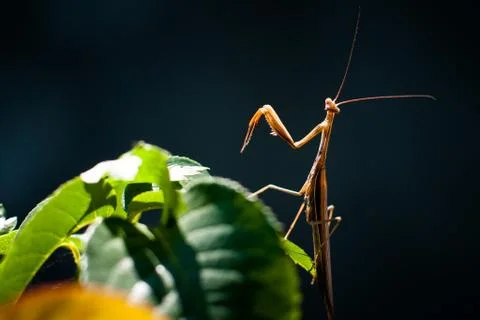 Mantis on a leaf Stock Photos