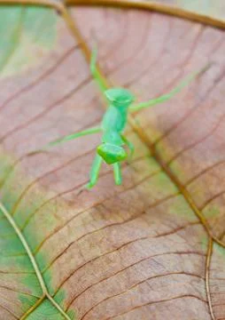 Mantis on the leaves Stock Photos