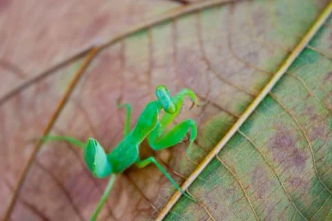 Mantis on the leaves Stock Photos
