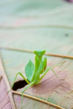 Mantis on the leaves Stock Photos