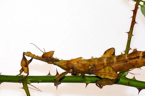 Mantis with a light background Stock Photos