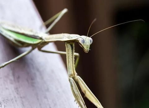 A Mantis looking at the camera Stock Photos