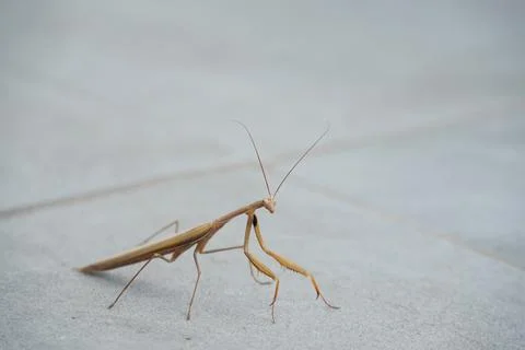 Mantis looking into the frame on the tile floor Stock Photos