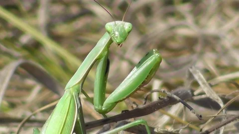 Mantis looks at the camera Video stock 121024434