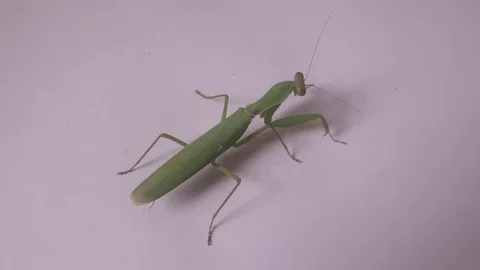 Mantis, a lovely creature Stock Footage 70572201