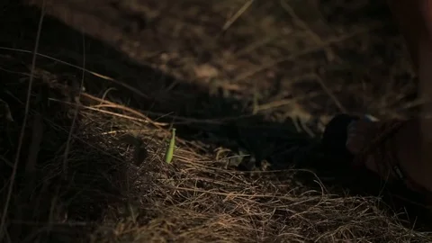 Mantis lurked from people in the grass Vídeo Stock 77731353