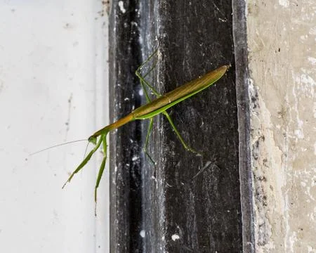 Mantis Machine 스톡 사진