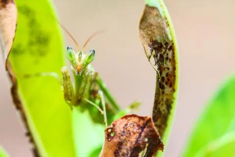 Mantis macro in nature. Stock Photos